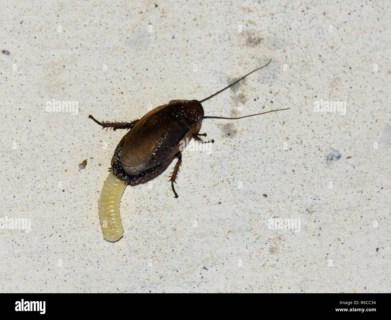 Female cockroach laying an ootheca egg case Stock Photo