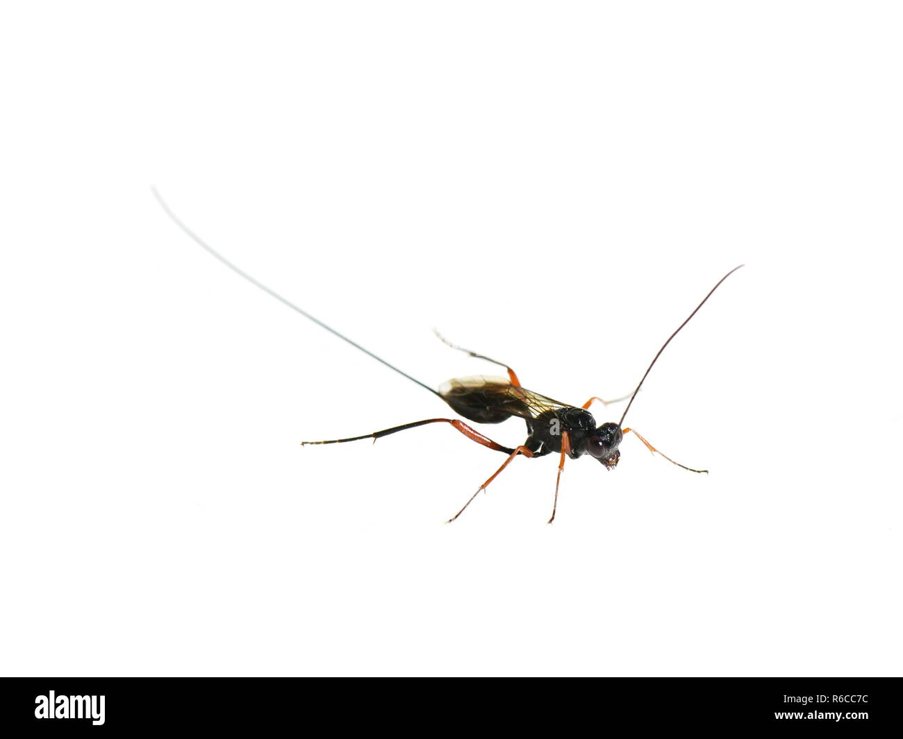 Female of the parasitic wasp Stenarella domator with extremely long ovipositor on white background Stock Photo