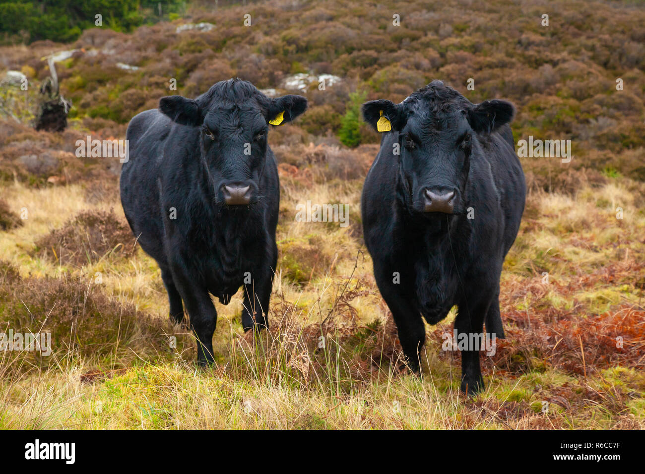 Two black cows standing side by side looking towards camera, Scotland. Stock Photo