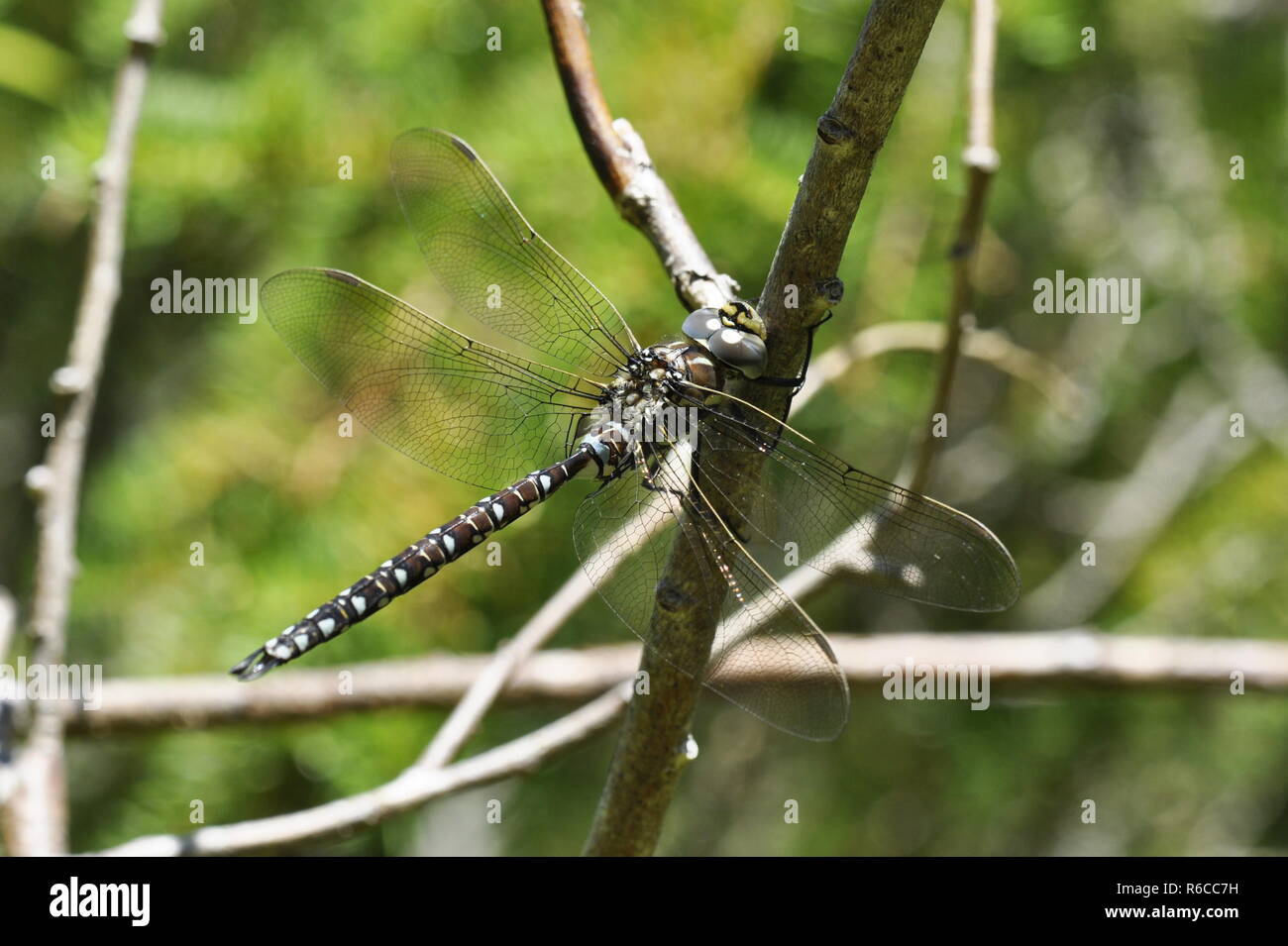 The dragonfly Aeshna subarctica sitting on a twig Stock Photo