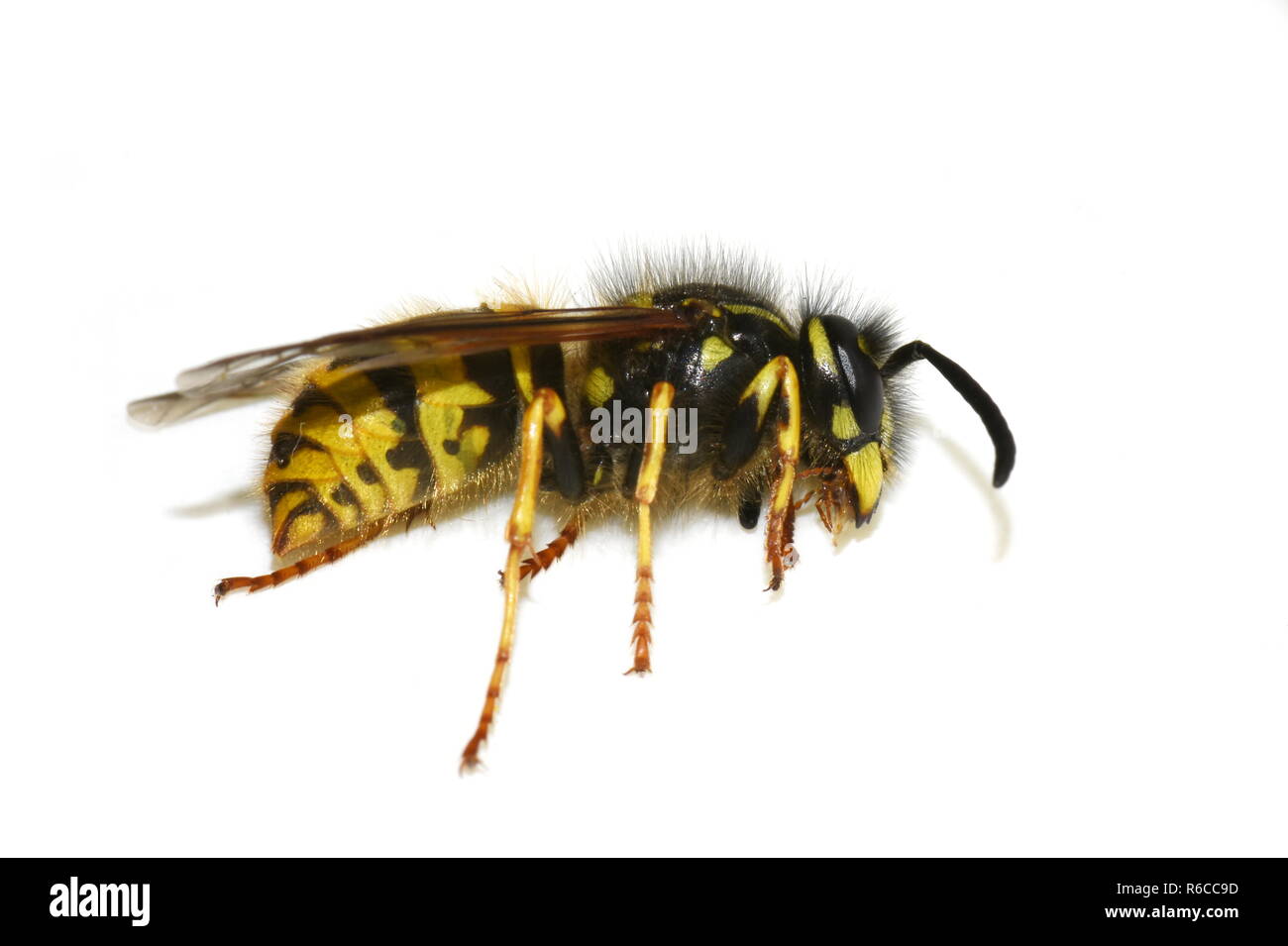 Dead norwegian wasp Dolichovespula norwegica on white background Stock Photo