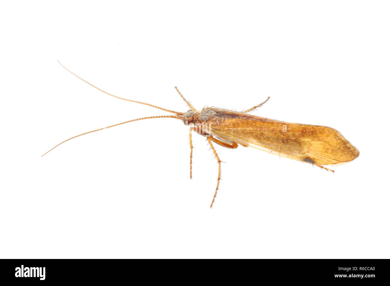 Brown caddisfly isolated on white background Stock Photo