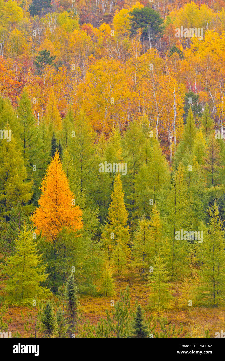 Autumn forest of larch, aspen and birch from a high viewpoint, Greater Sudbury, Ontario, Canada Stock Photo
