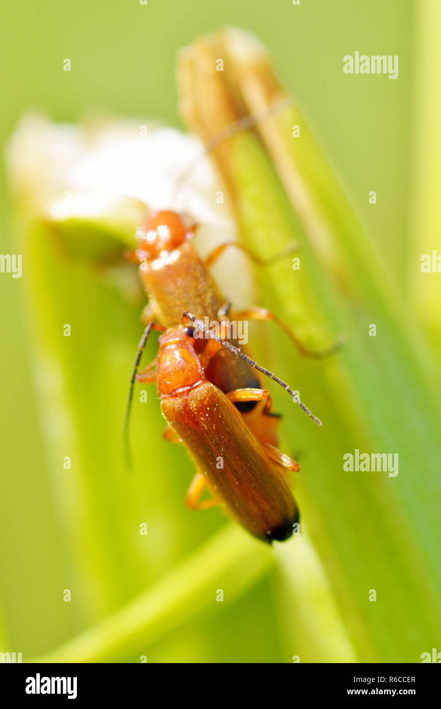 Mating season in insects.Insects are very active during the day Stock