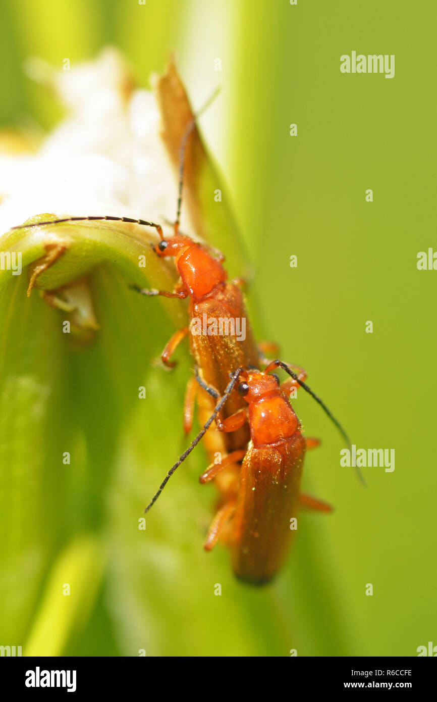 Mating season in insects.Insects are very active during the day Stock Photo Alamy