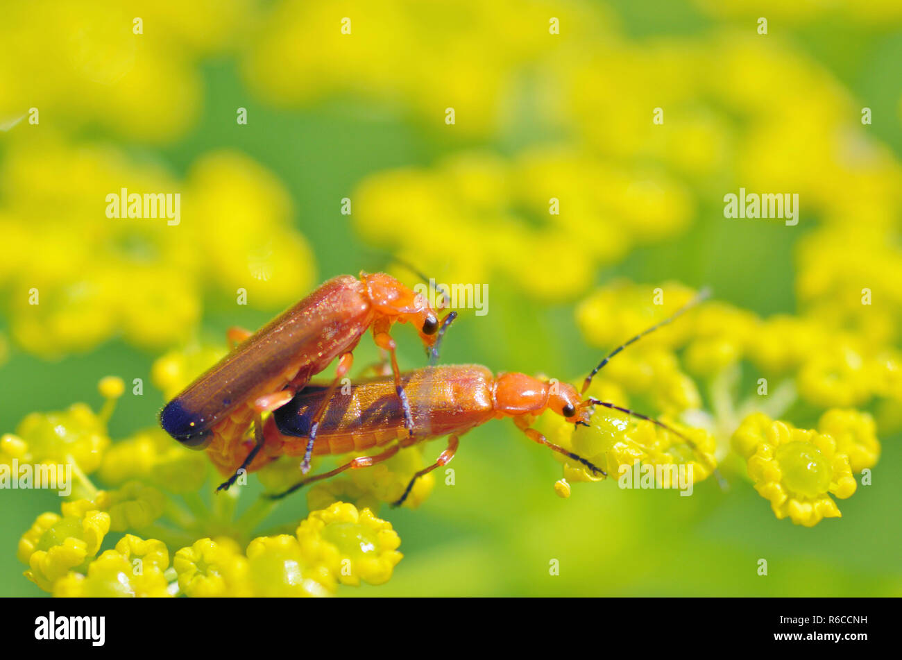Mating season in insects.Insects are very active during the day Stock Photo Alamy