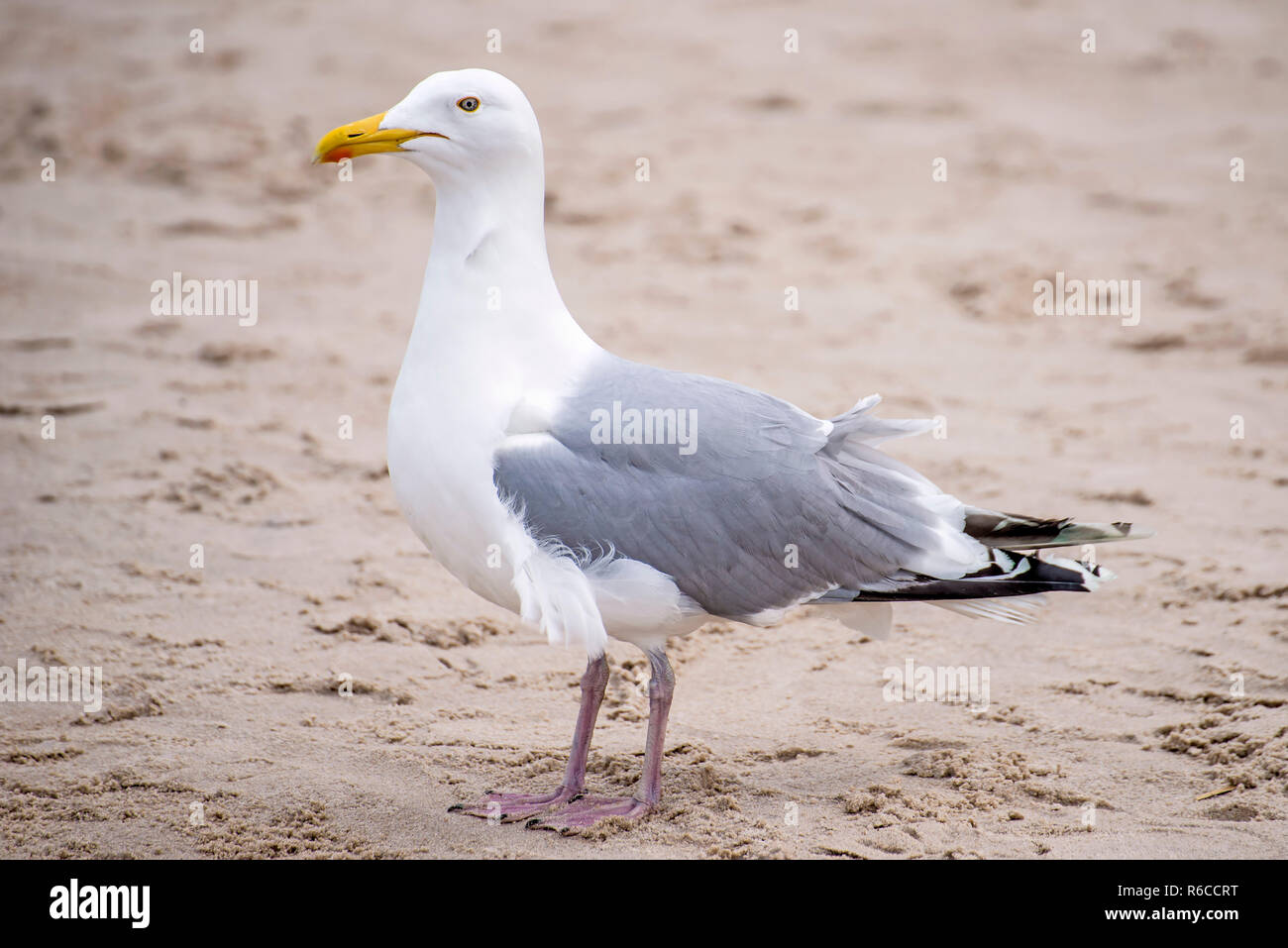 Herring Gull On A Beach Of The Baltic Sea Stock Photo