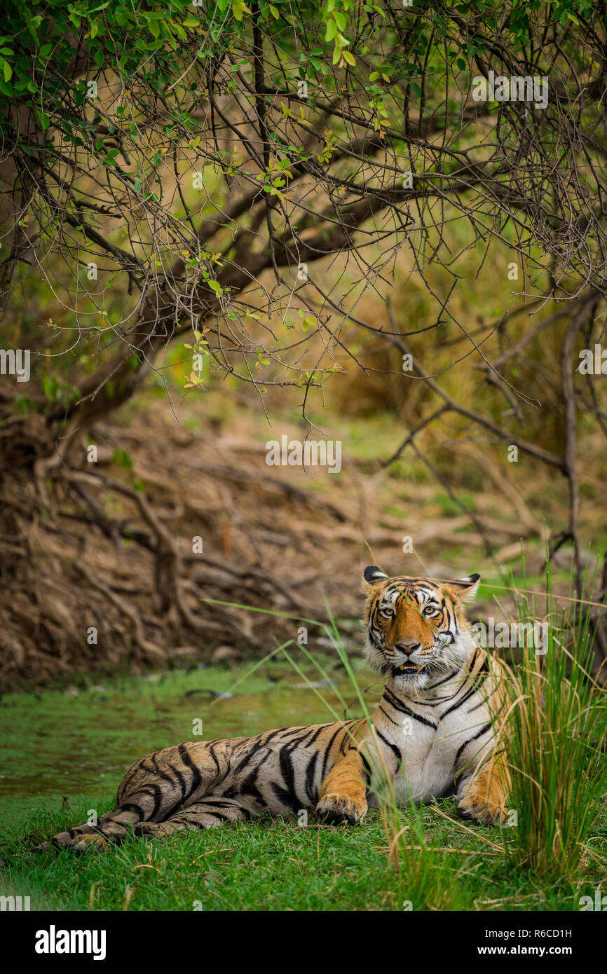 A Tigress Arrowhead in a beautiful backdrop and nature greens at Ranthambore Tiger Reserve, India Stock Photo
