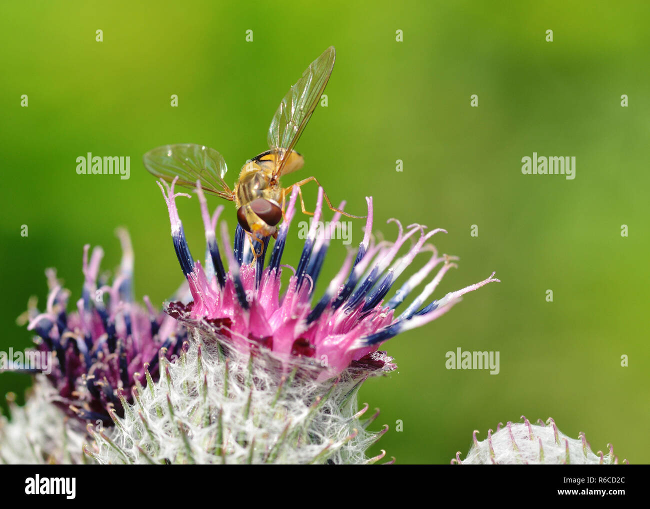German wasp collects pollen from plants.With warming the life of