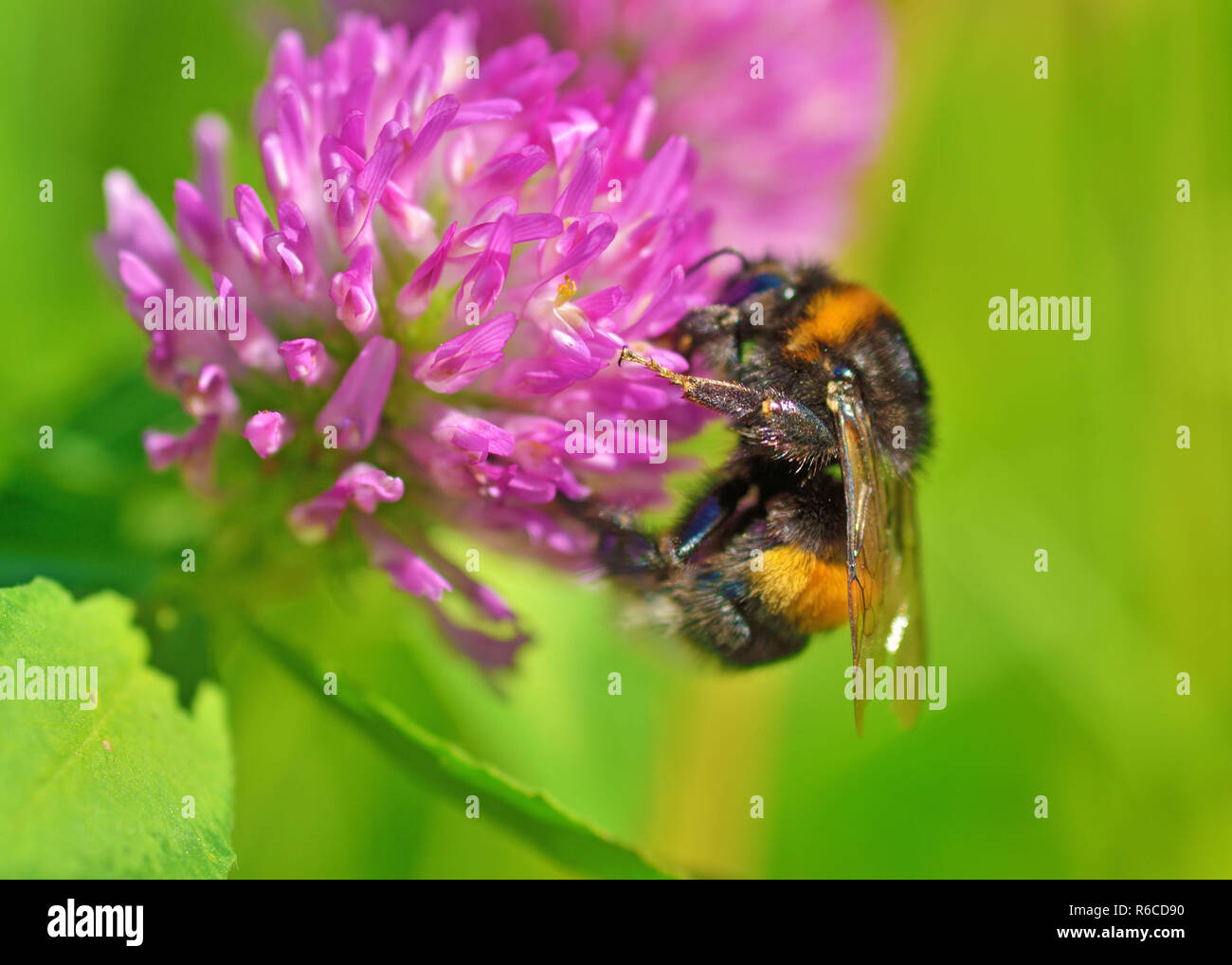 A bumblebee collects nectar from a flower.With warming the life of ...