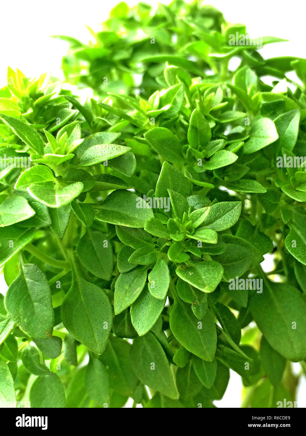 Basil With Small Leaves Stock Photo Alamy