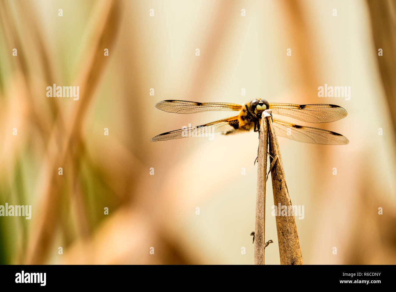 Four-Spotted Chaser, Dragonfly Sitting On A Leaf Near A Pond Stock ...
