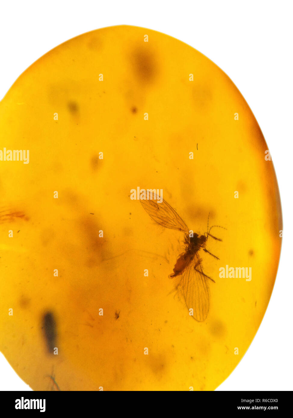 Amber With Embedded Insect Stock Photo - Alamy