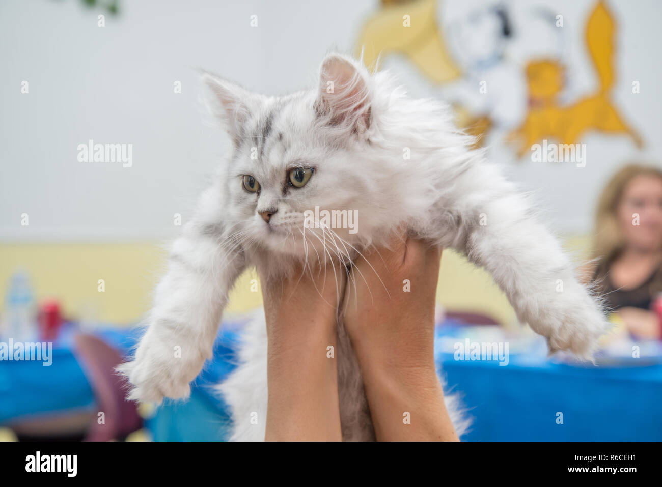 Portrait of a Persian kitten Stock Photo