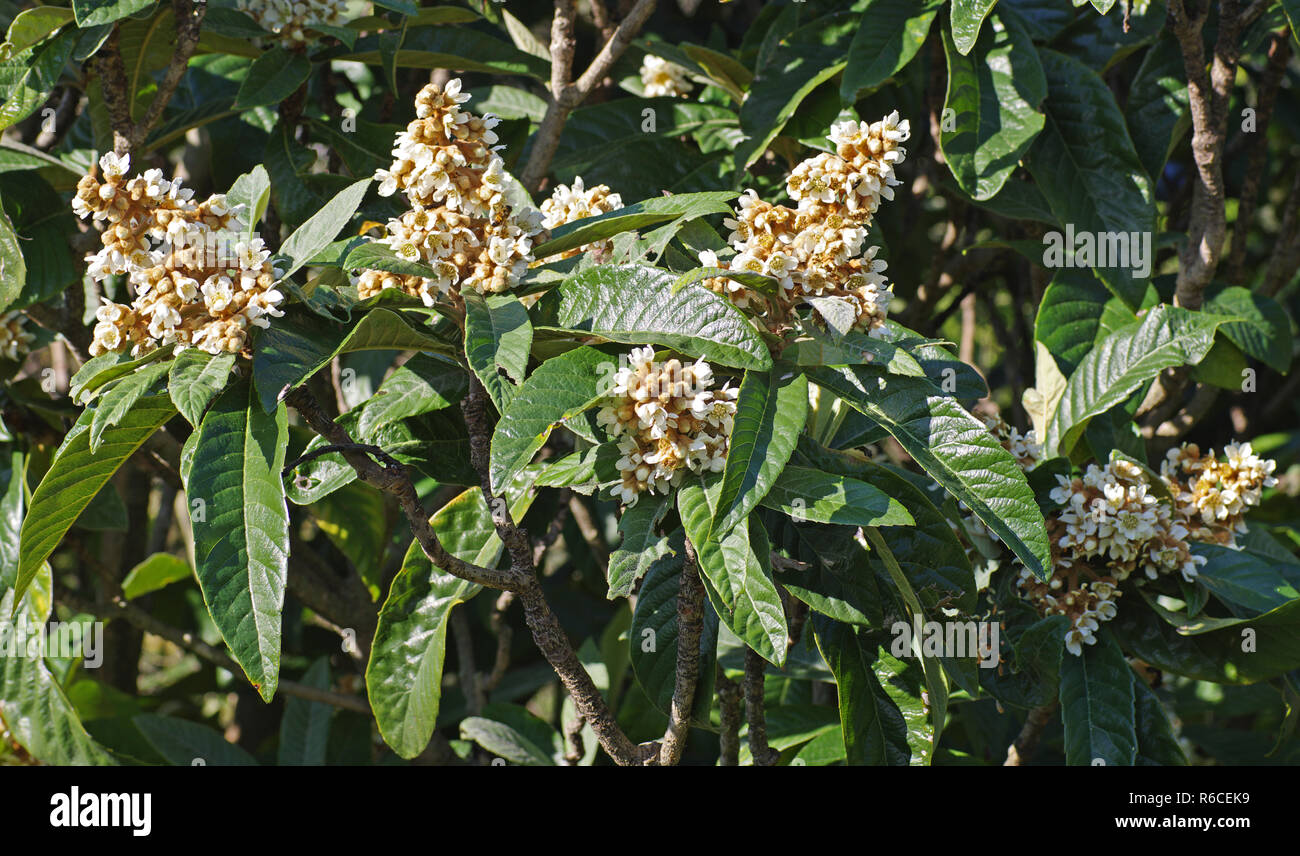 flowering Eriobotrya japonic, the Loquat, family Rosaceae Stock Photo