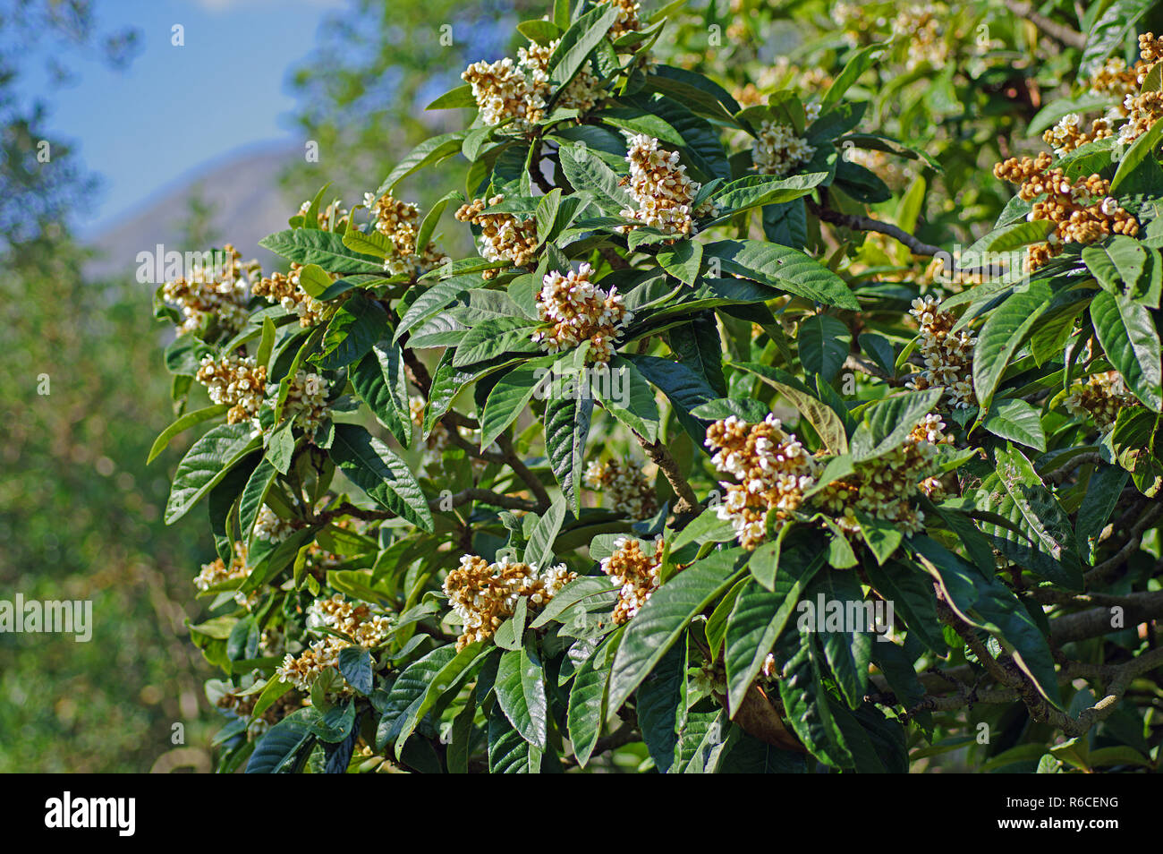flowering Eriobotrya japonic, the Loquat, family Rosaceae Stock Photo