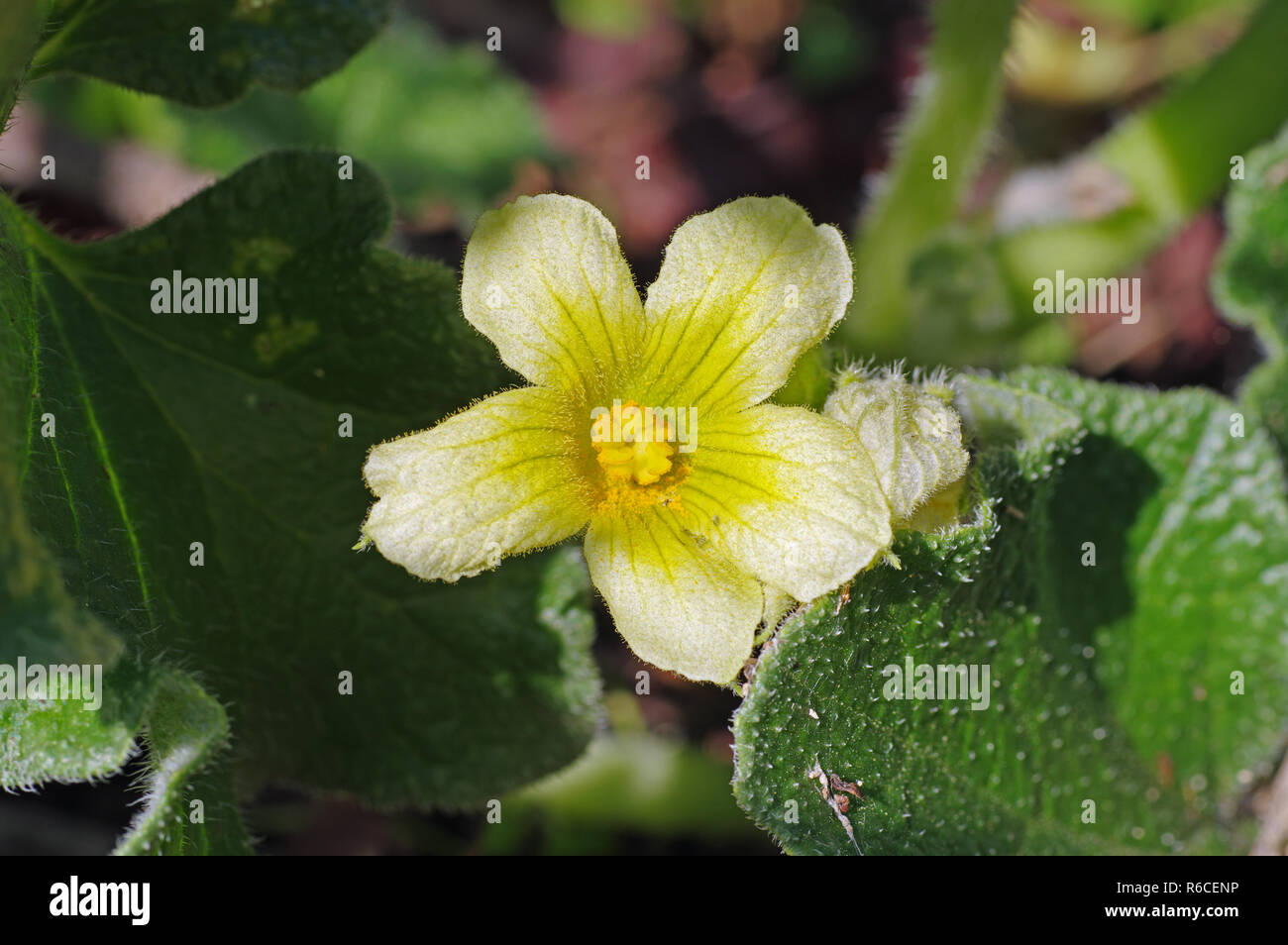 flowers of Ecballium elaterium, the Squirting cucumber, family Cucurbitaceae Stock Photo