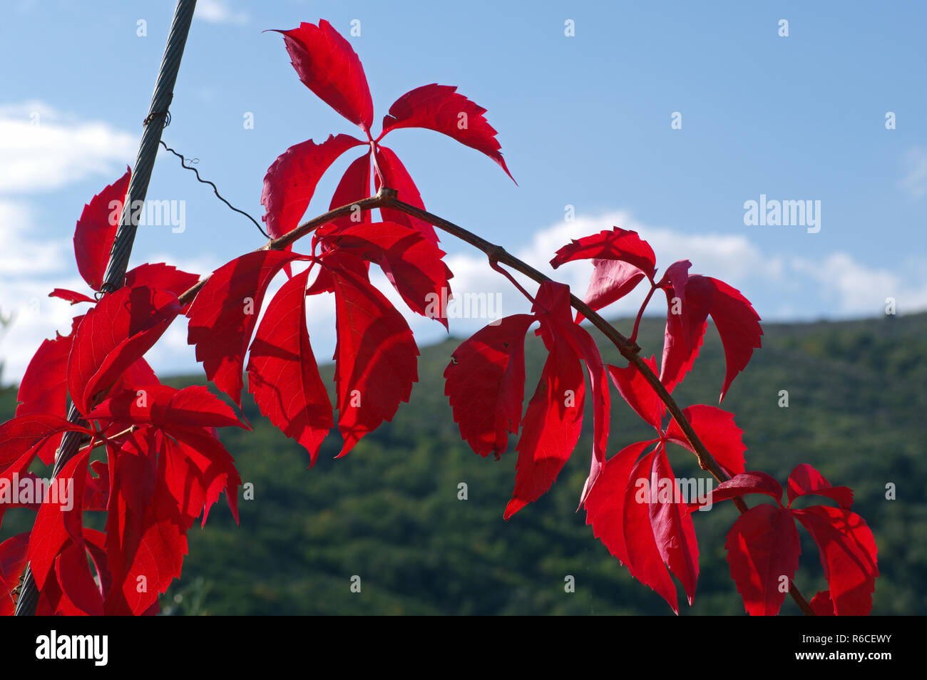 colors of autumn: leafes of Parthenocissus quinquefolia, the Virginia creeper or Woodbine, family Vitaceae Stock Photo