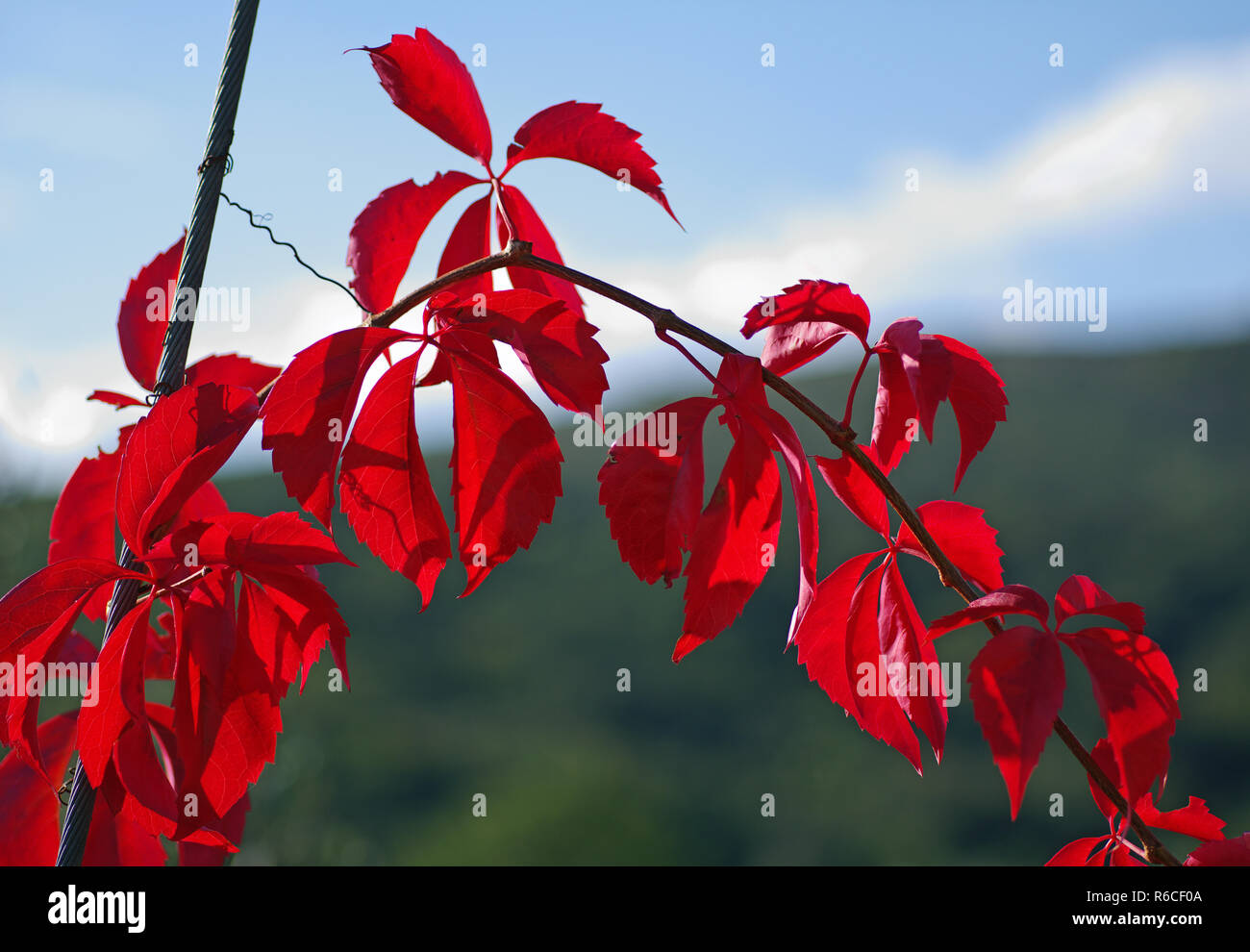 colors of autumn: leafes of Parthenocissus quinquefolia, the Virginia creeper or Woodbine, family Vitaceae Stock Photo