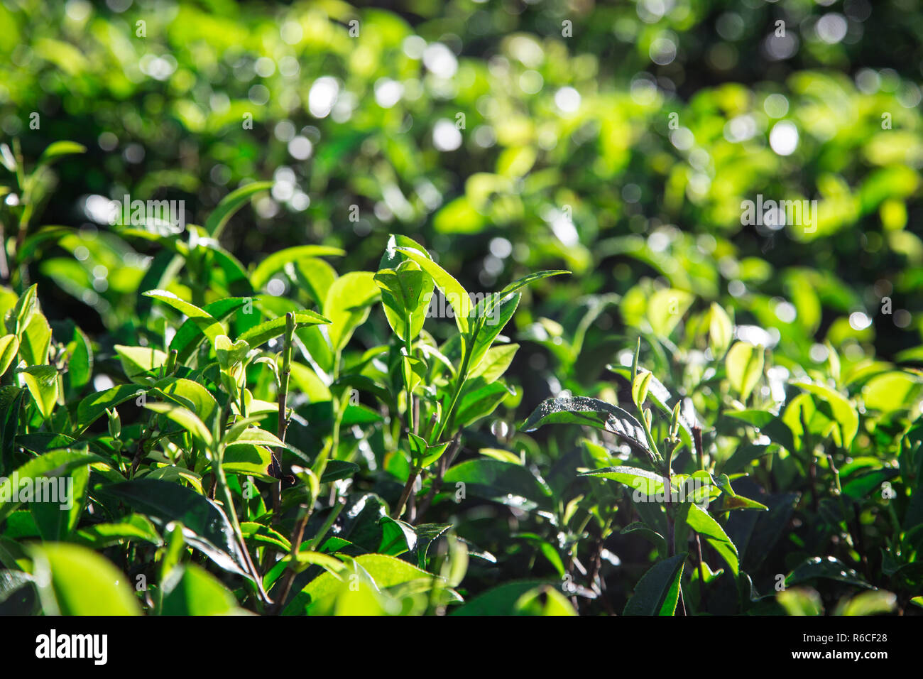 Green tea leaves in a tea plantation in morning. closeup green tea
