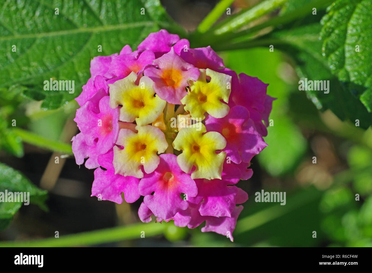 Lantana camara, the Big sage or Thickberry, family Verbenaceae Stock Photo