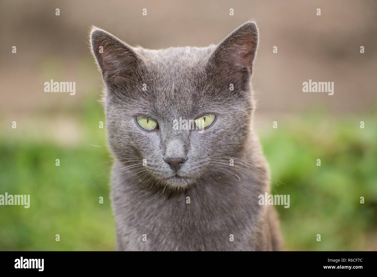 Russian blue cat green eyes hi-res stock photography and images - Alamy