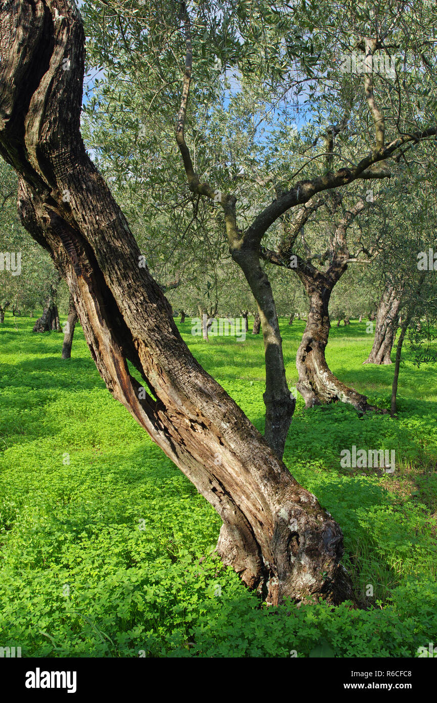 olive trees in an old olive grove (Olea europaea),Formia,Italy Stock Photo