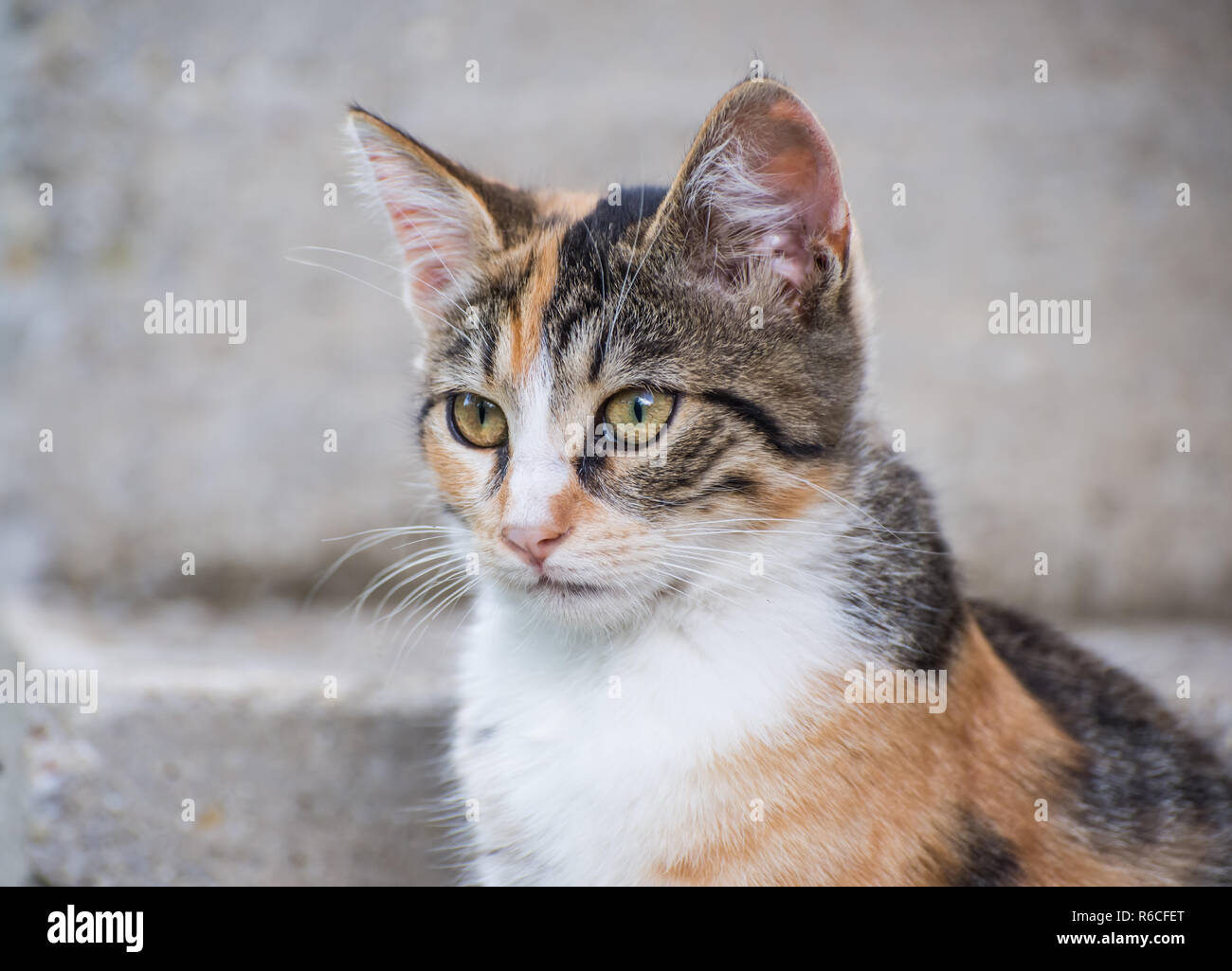 Portrait of a cat Stock Photo