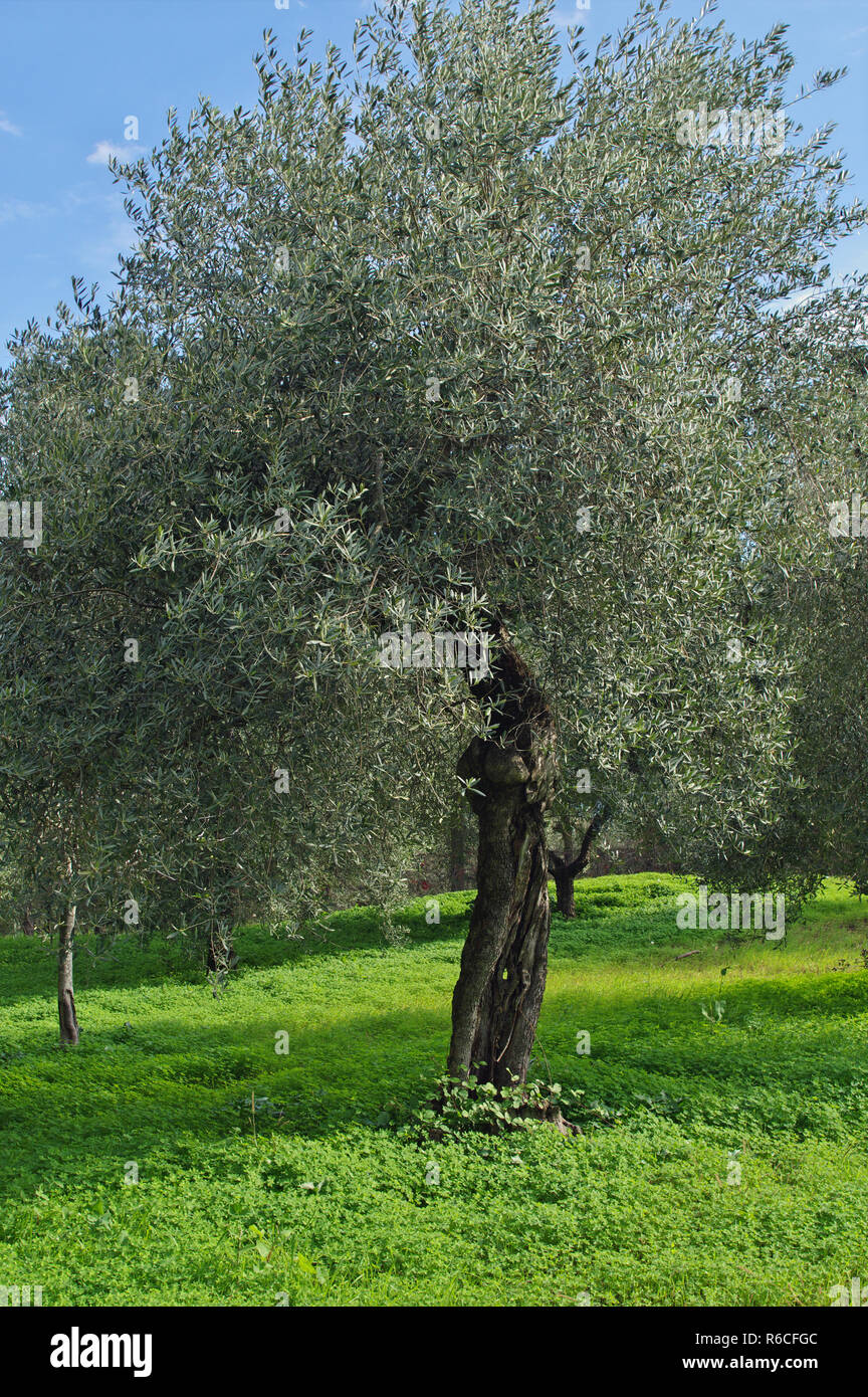 olive trees in an old olive grove (Olea europaea),Formia,Italy Stock Photo