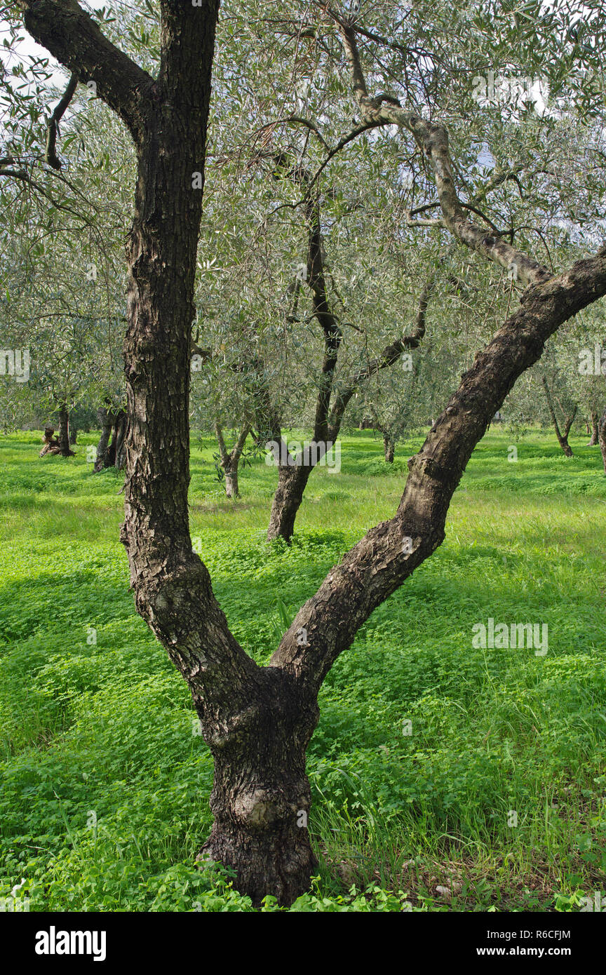 olive trees in an old olive grove (Olea europaea),Formia,Italy Stock Photo