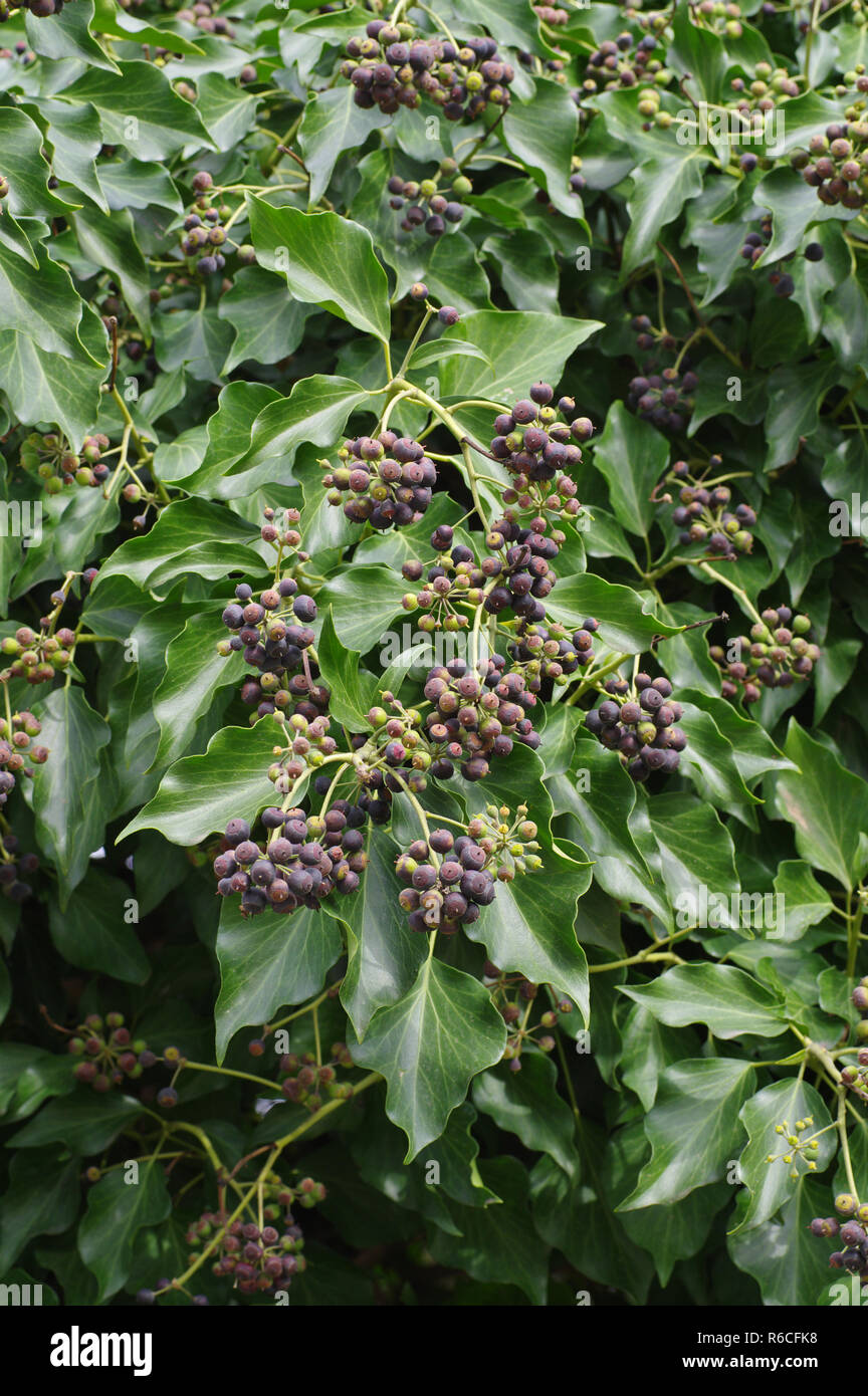 fruits of Hedera helix, the Common ivy or European ivy, family Araliaceae Stock Photo