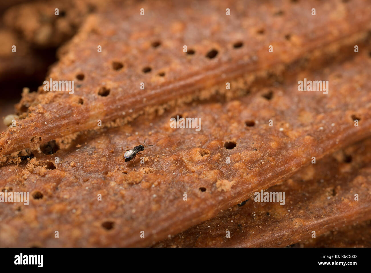 Parasite infestations hires stock photography and images Alamy