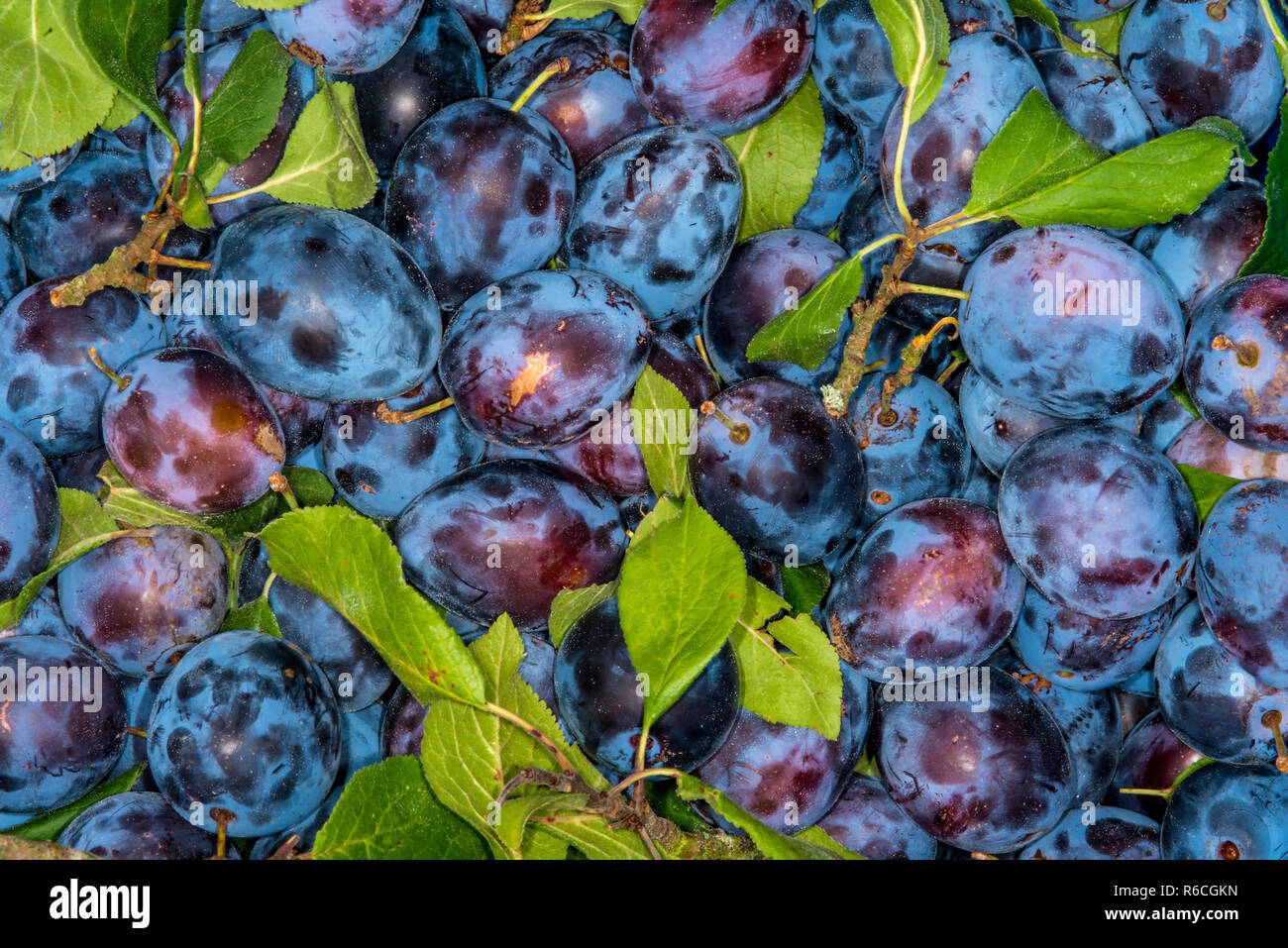 Zwetschgen Aus Der Region Stock Photo