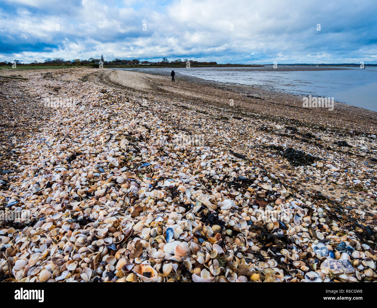 Seashells on beach Mersea Island Essex Stock Photo