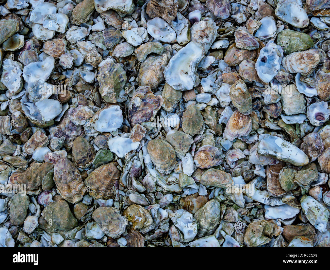 Discarded Oyster shells Mersea Island Essex Stock Photo