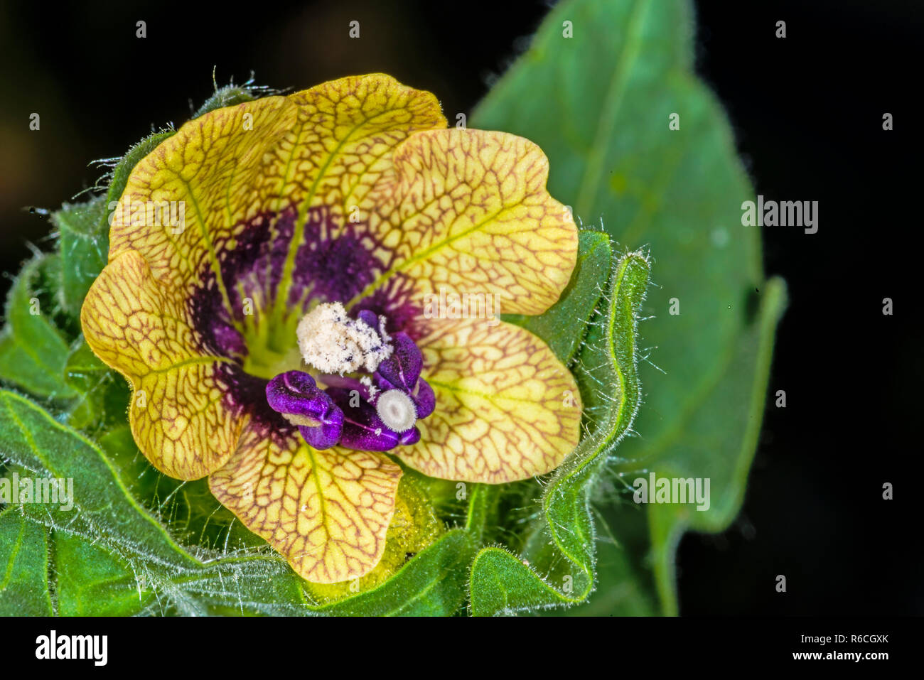 Black Henbane, Medieval Medicine Plant Stock Photo - Alamy