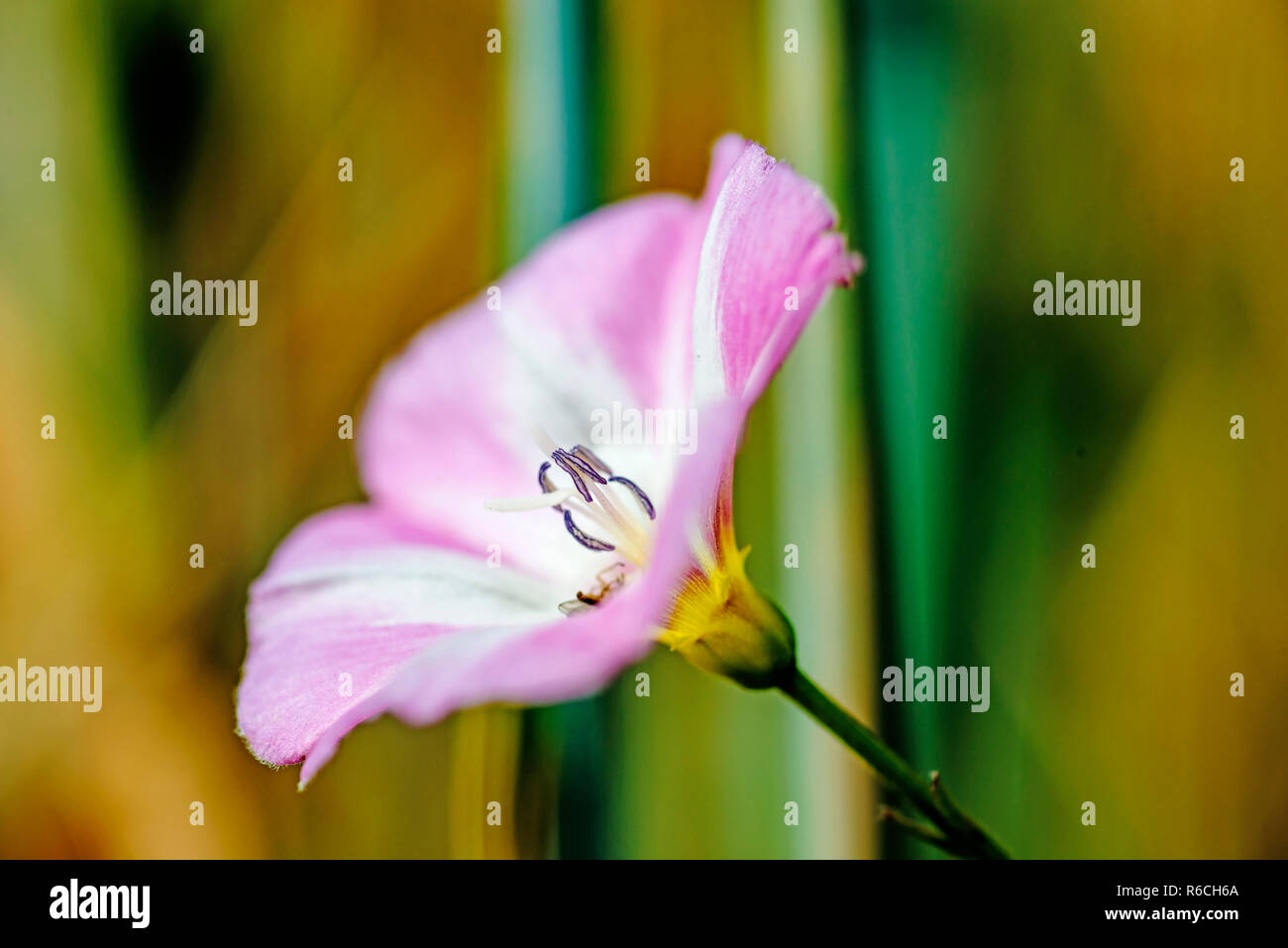Field Bindweed, Convulvus Arvensis Stock Photo Alamy