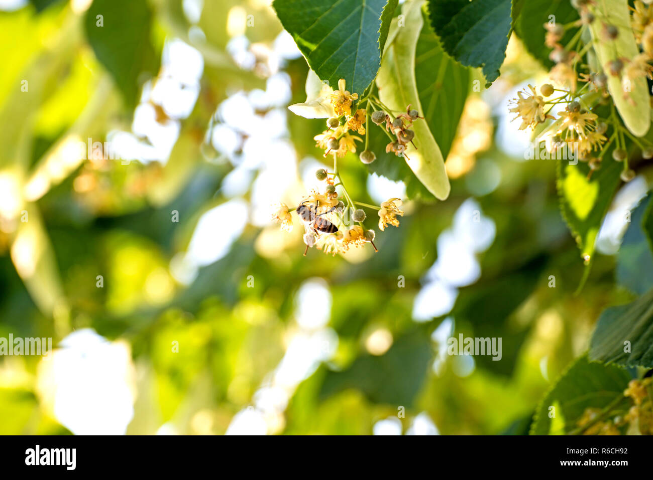 LimeTree Blossom With Bee Stock Photo Alamy