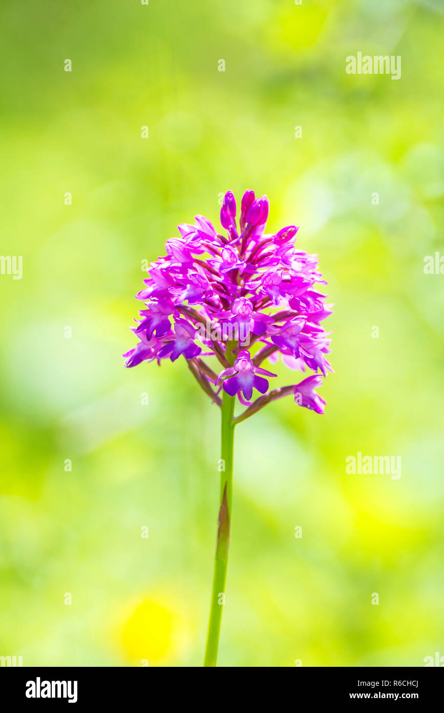 Closeup pyramidal orchid flower hi-res stock photography and images - Alamy