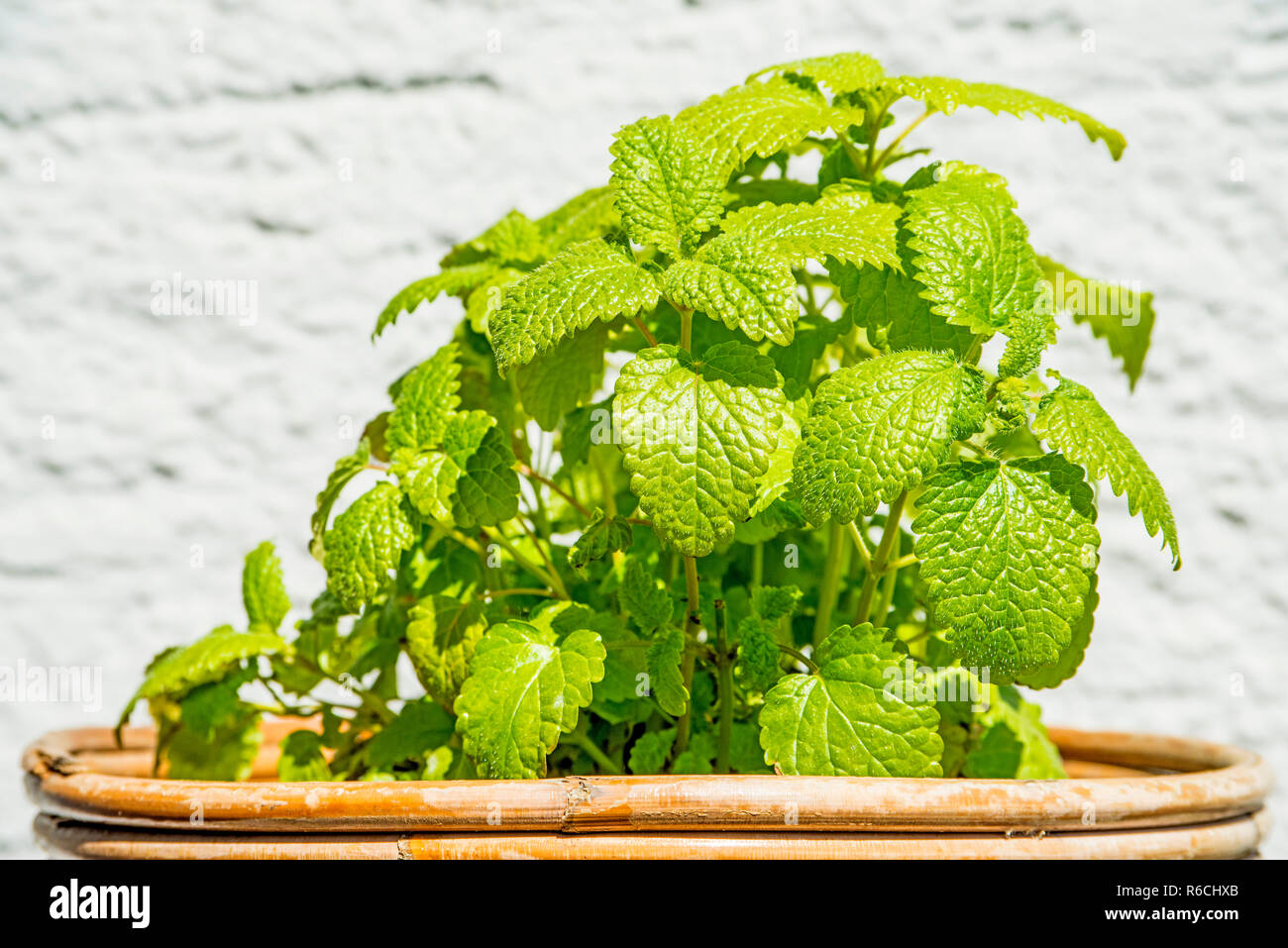 Balm, Medicinal Plant Stock Photo Alamy