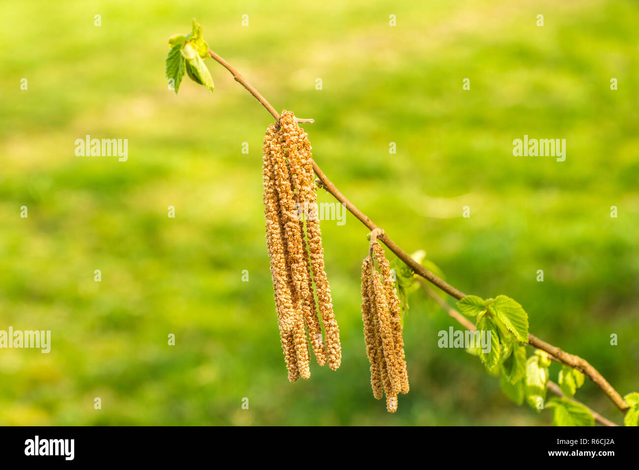 Hazelnut Blossom With Young Leaves Stock Photo Alamy