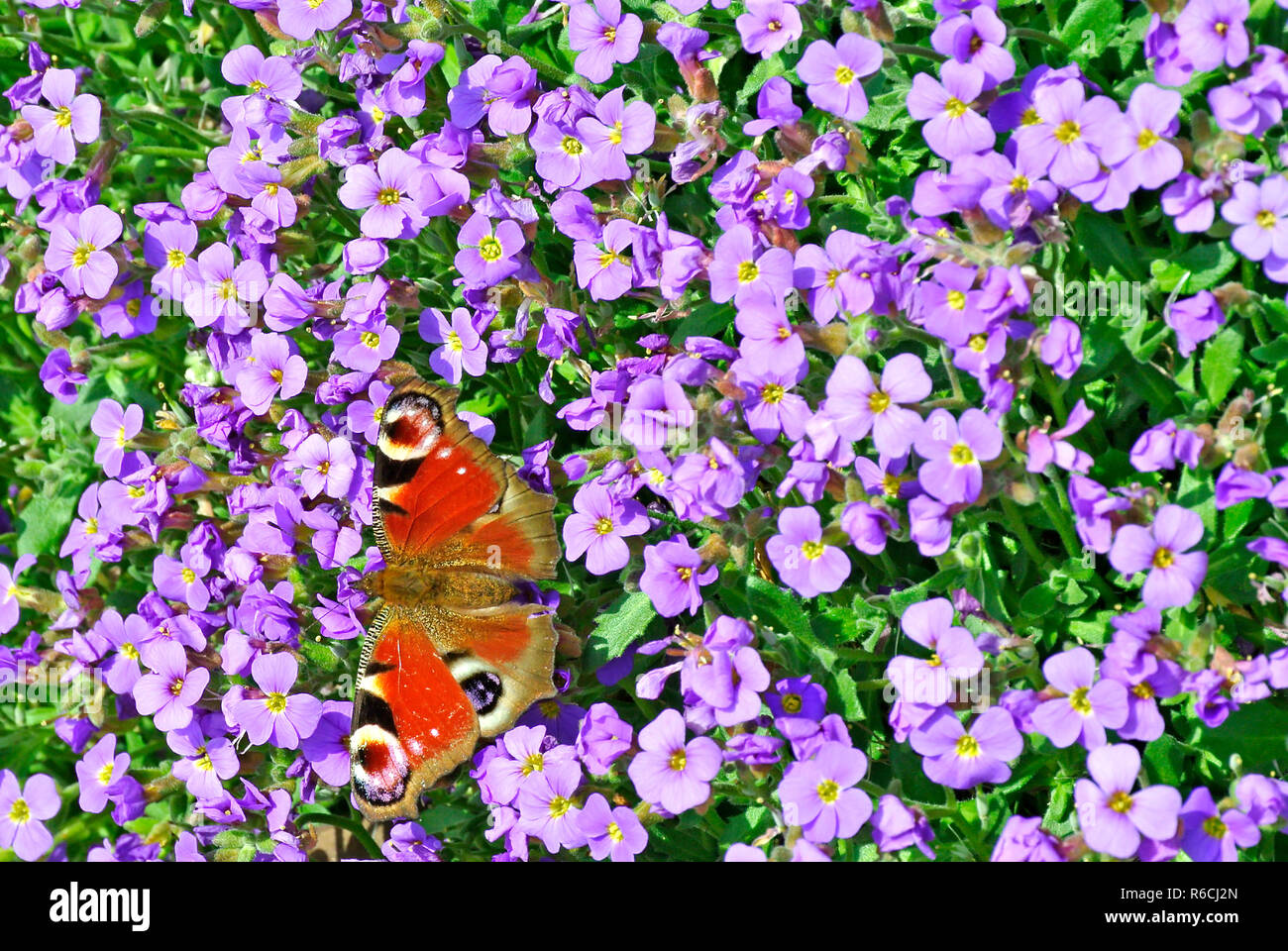 Peacock Butterfly On Aubrieta Stock Photo