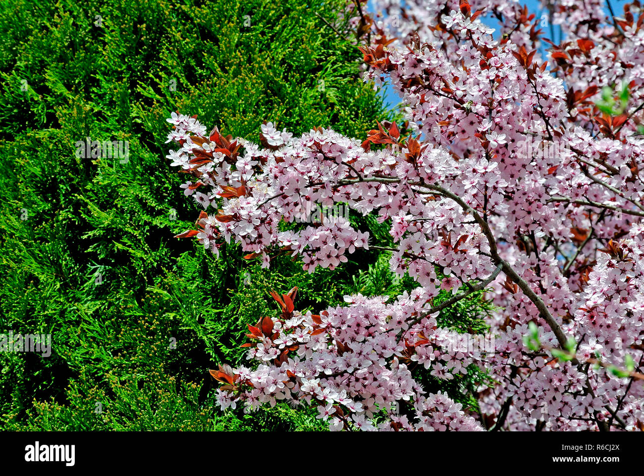 japanese-cherry-blossom-stock-photo-alamy