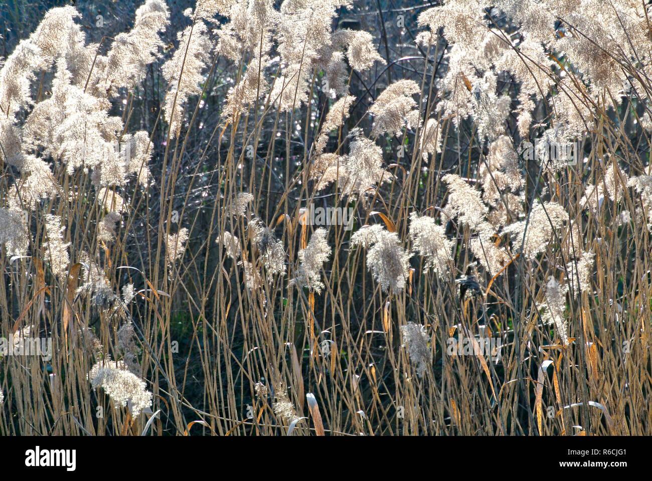 Reed Sweet Grass High Resolution Stock Photography and Images - Alamy