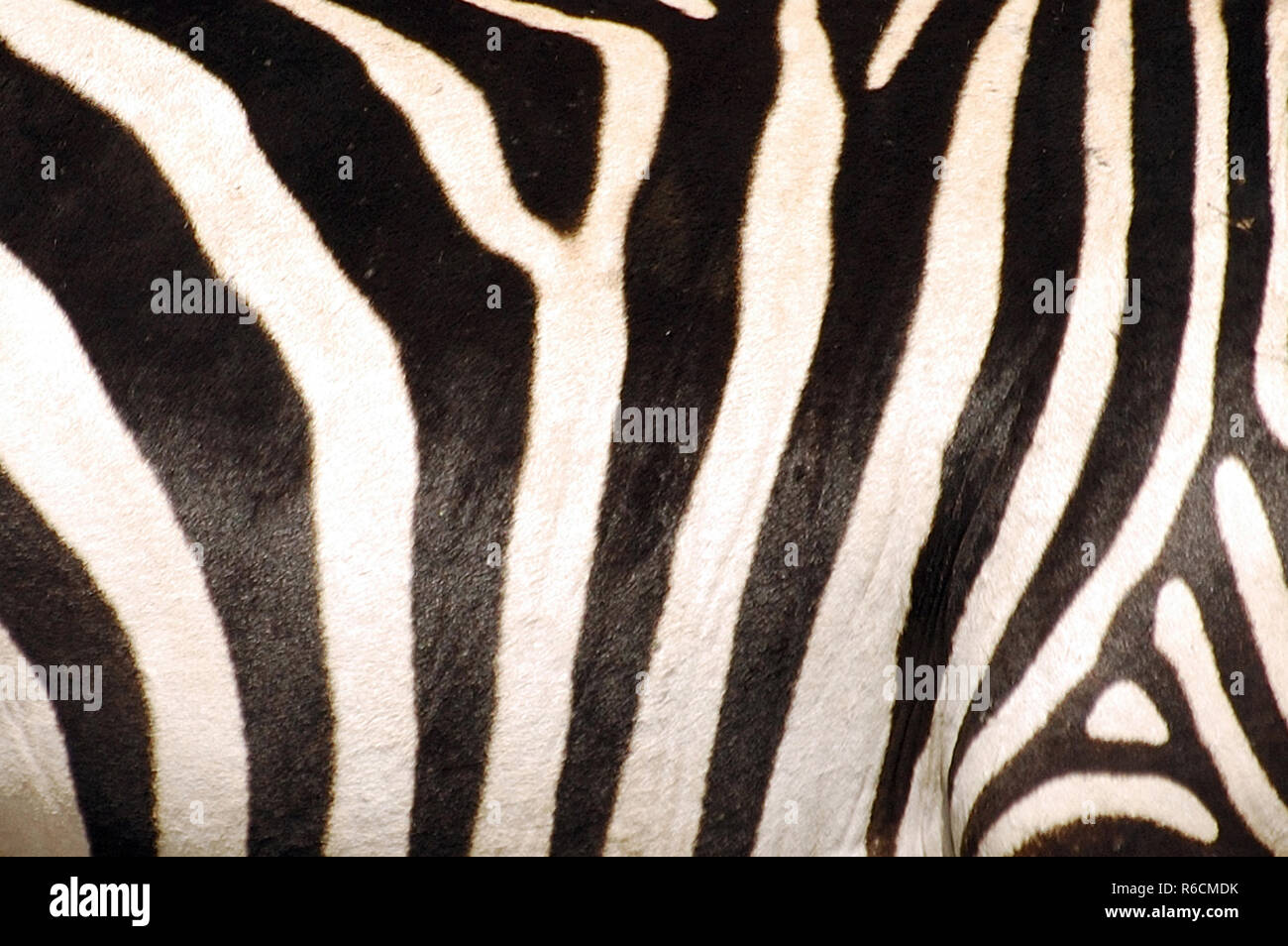 Zebra Skin, Close Up Stock Photo