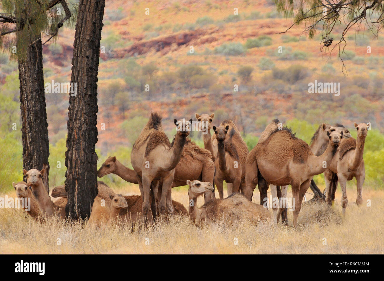 Australia, Outback, Northern Territory, Australian Feral Dromedary Camel Stock Photo