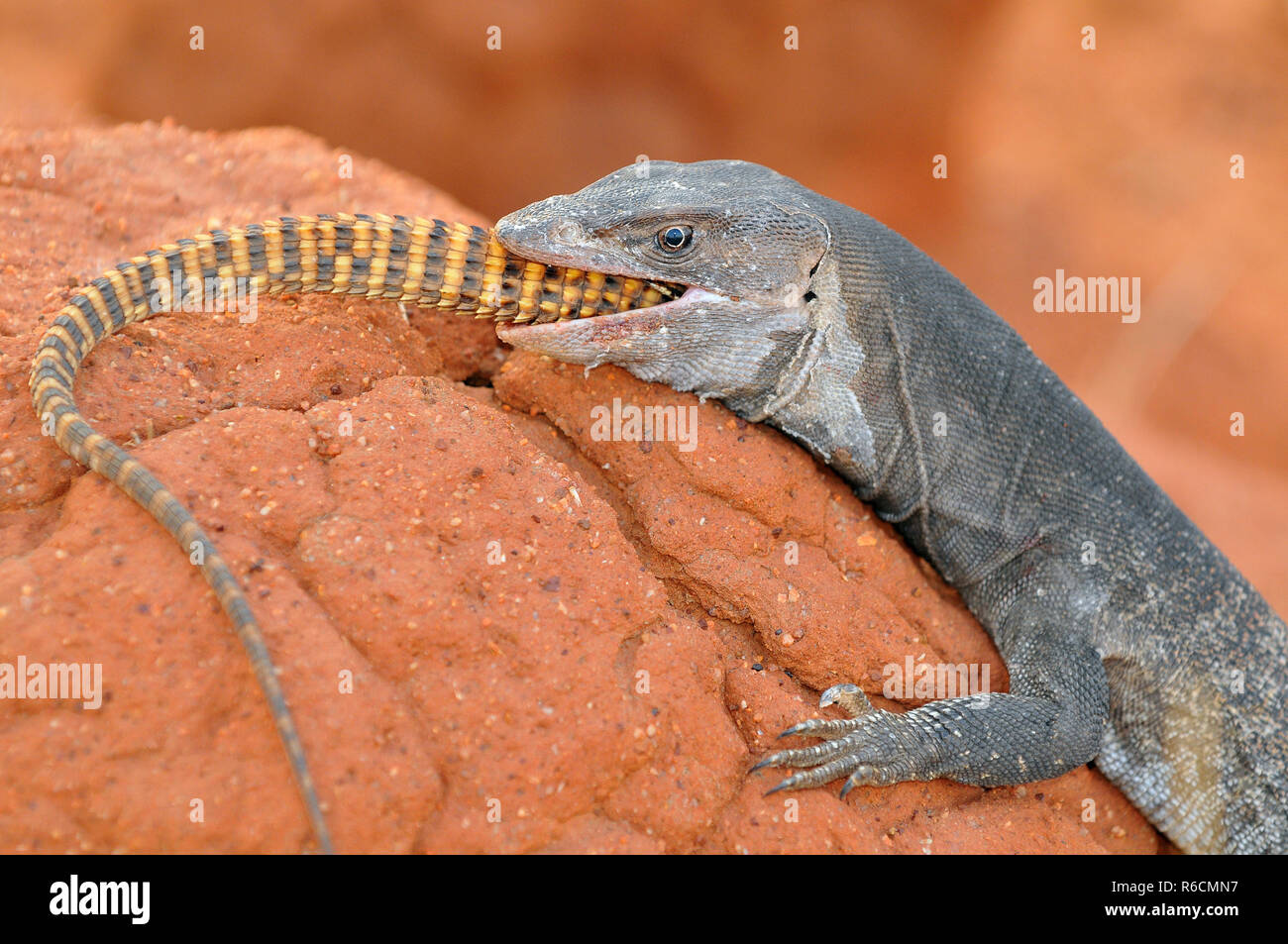 Australia, Outback, Northern Territory, Australian Monitor Lizard Stock Photo