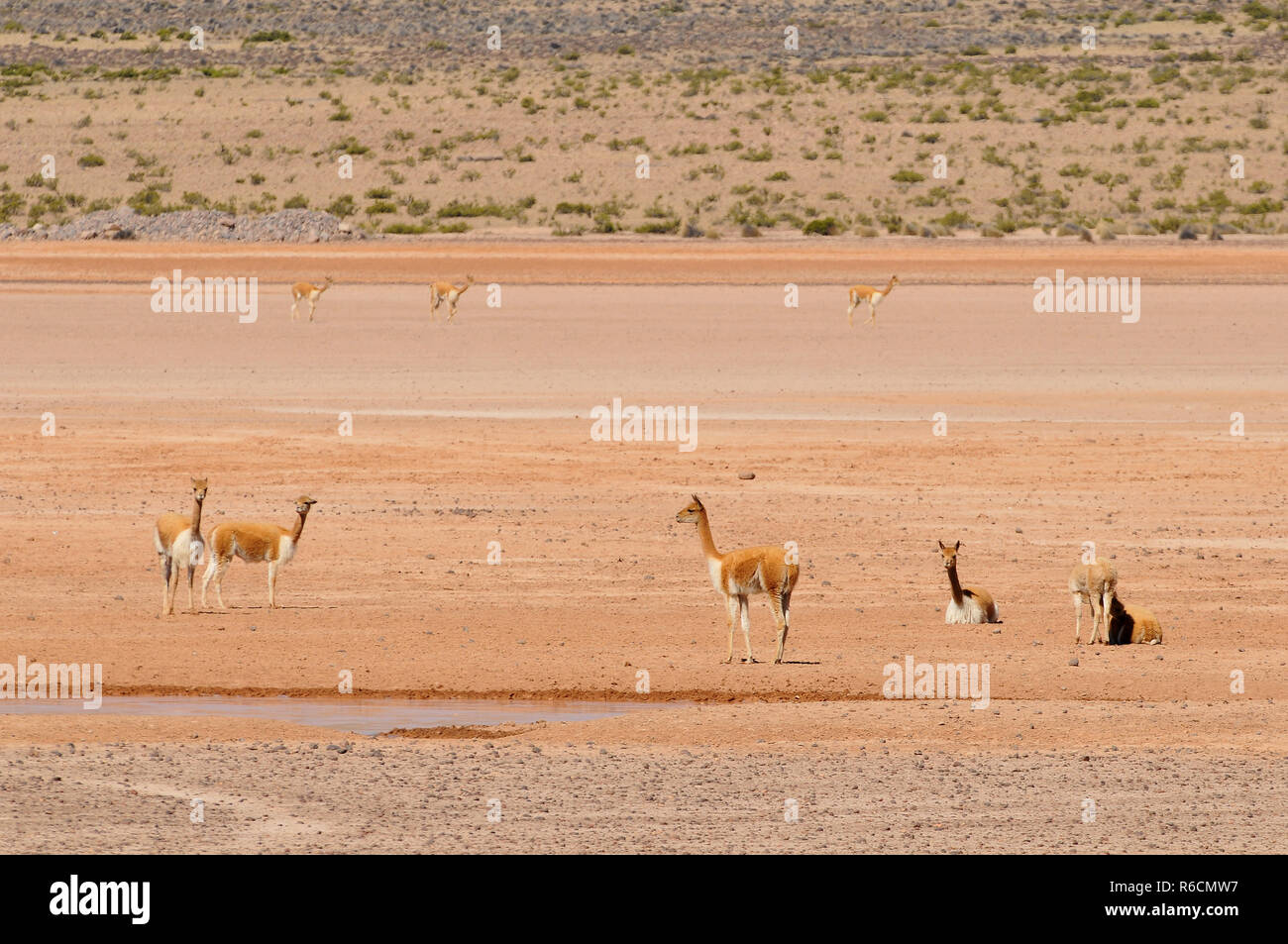Peru, El Misti Volcano, Salinas And Aguada Blanca National Reservation Stock Photo