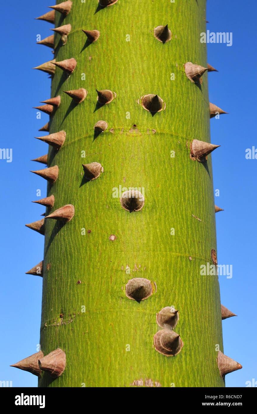 Ceiba, Name Of A Genus Of Many Species Of Large Trees Found In Tropical Areas, Including Mexico, Guatemala, Central And South America Stock Photo