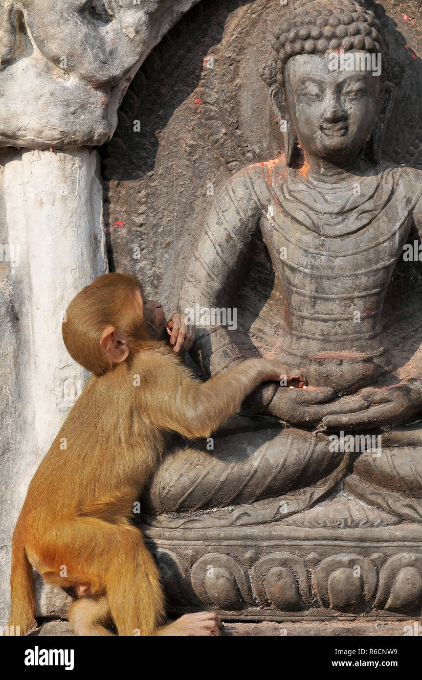 Nepal, Kathmandu, Swayambhunath Stupa, Monkey Temple Stock Photo - Alamy